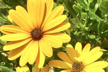 7 Best Ways To Drought Proof Your Garden Bright yellow Osteospurmum