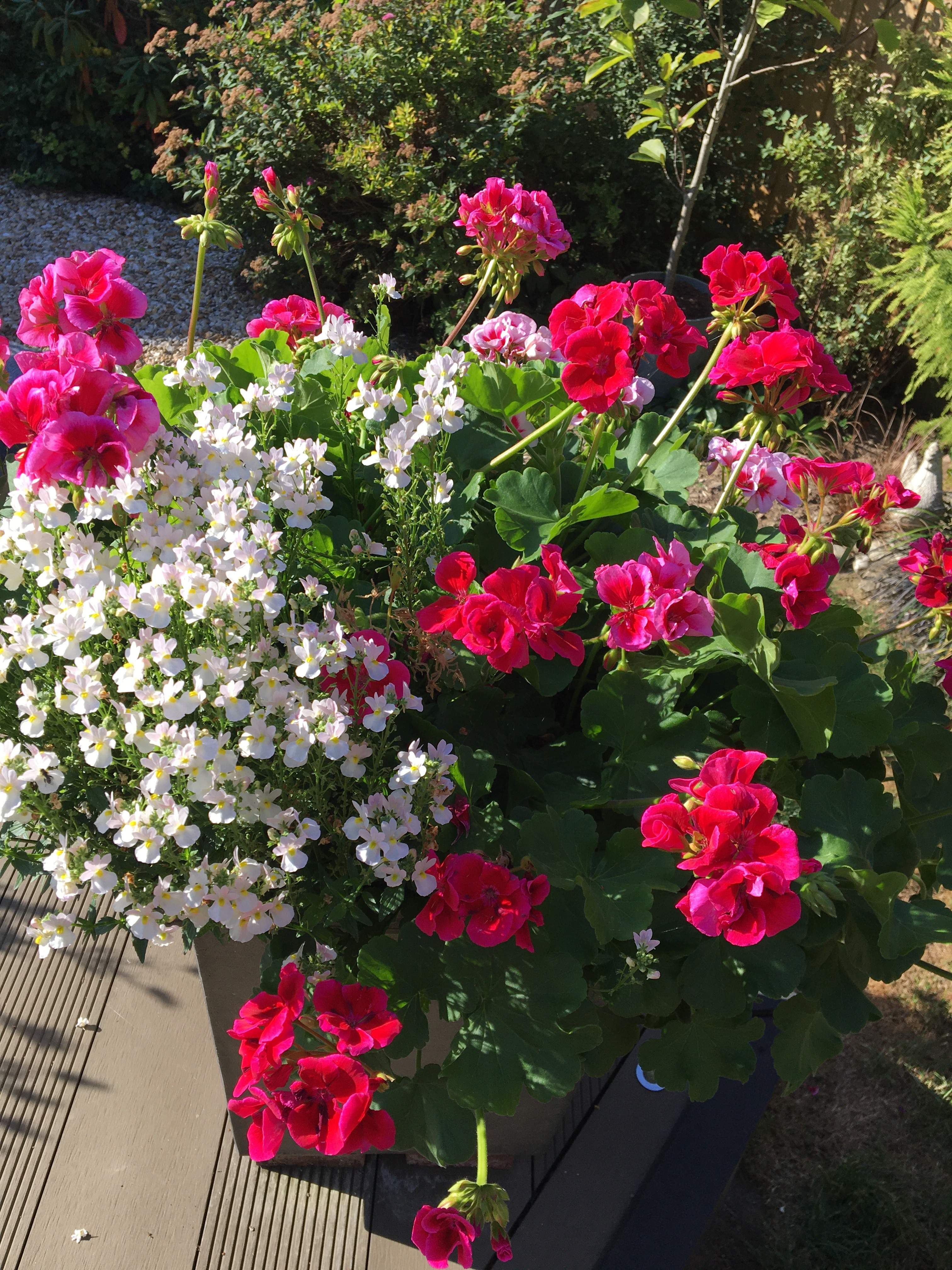 Best Ways To Drought Proof Your Garden Bright pink geraniums and nemesia