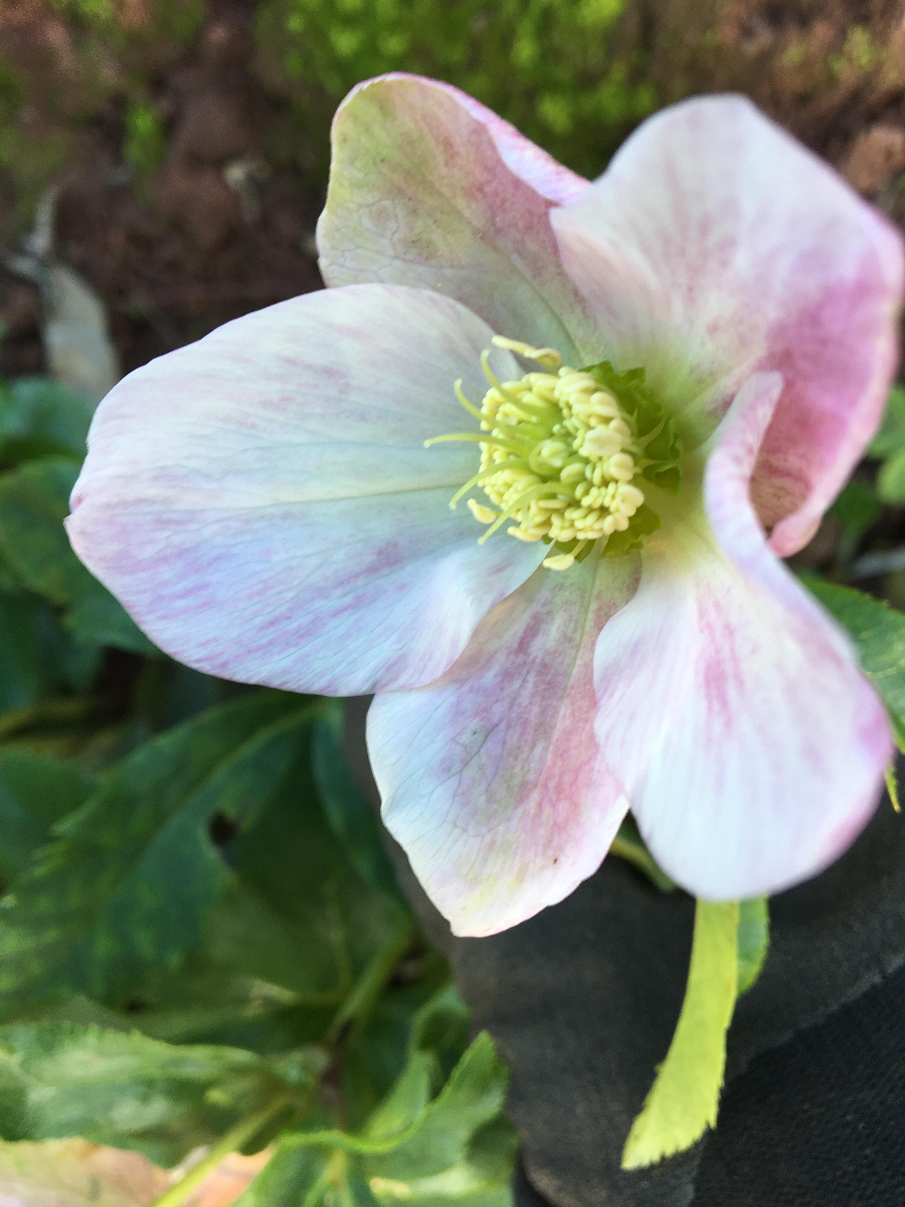 Hellebore pale pink and white