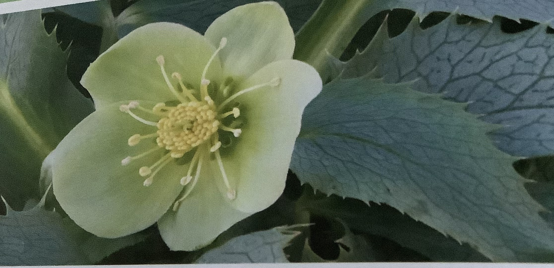 How To Grow And Care For Hellebores Hellebore argutifolius Silver Lace