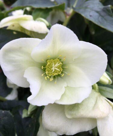 How To Grow And Care For Hellebores White Hellebore niger